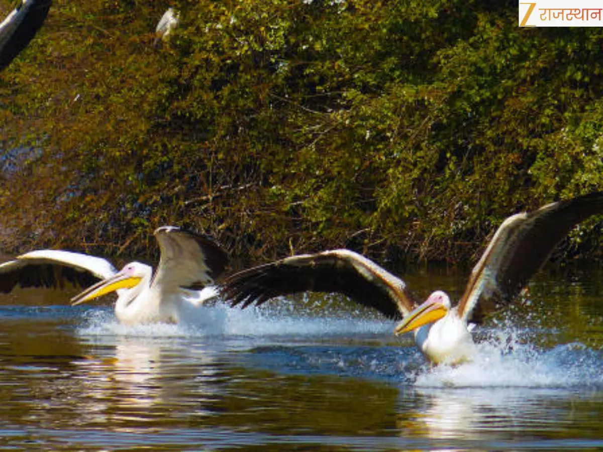 Keoladeo Ghana National Park: Bharatpur Bird Sanctuary