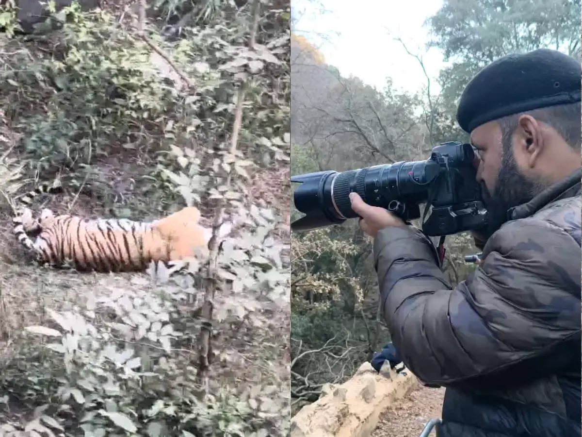 सरिस्का में बाघिन ST-30 तीन शावकों के साथ आई नजर, पर्यटकों में दिखा उत्साह