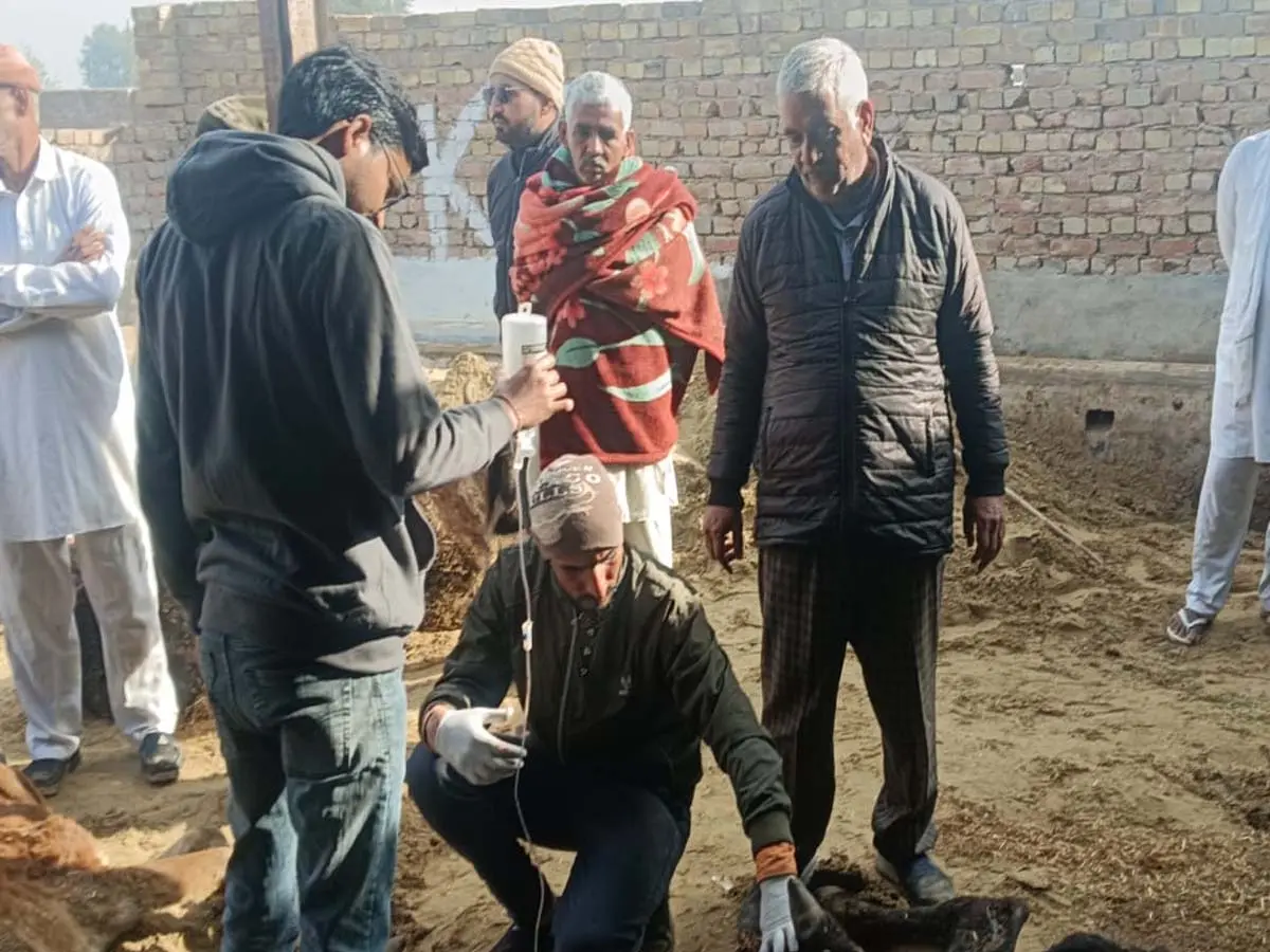 श्रीगंगानगर में 100 से ज्यादा गौवंश की मौत, SDM बोले- SIR में बिजी गौशाला निरीक्षण नहीं कर पाया