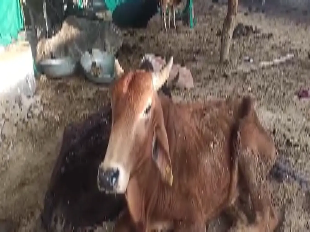 Sriganganagar: भोमपुरा 100 से अधिक गौवंश की मौत, गौशाला अध्यक्ष पर मामला हुआ दर्ज