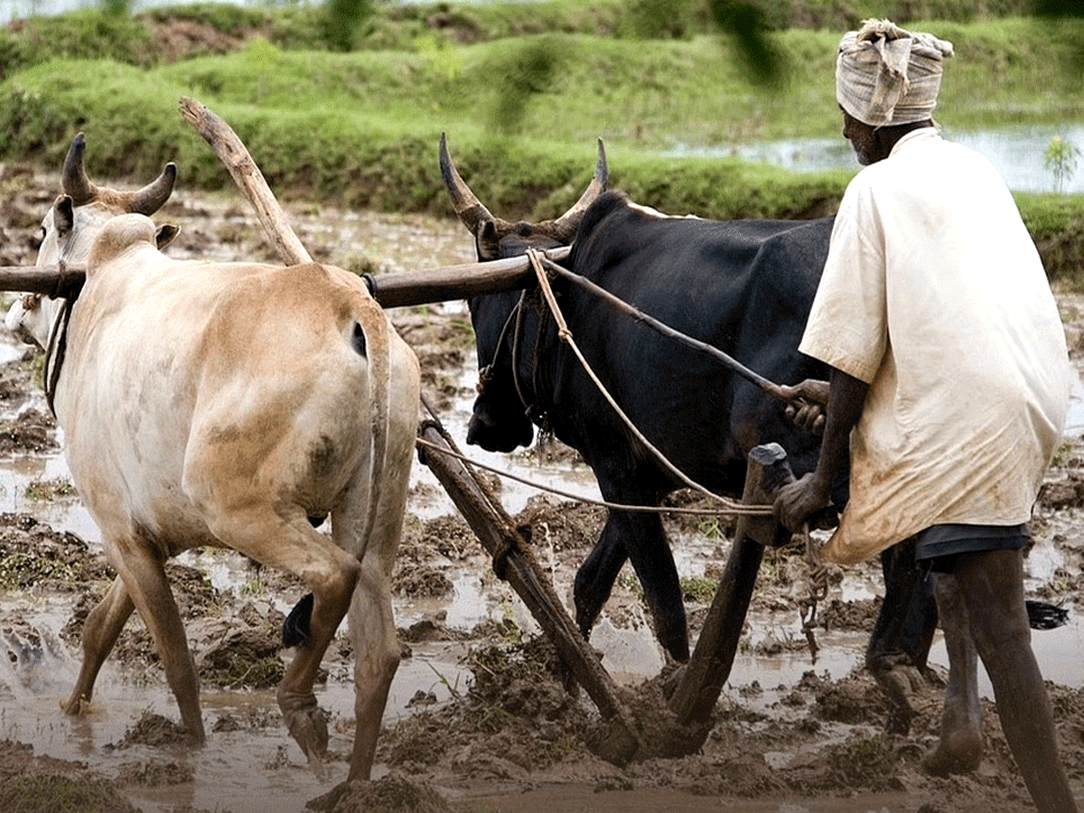 न पिघलाती है सूरज की तपिश, न जमाती सर्द रातें, किसान दिवस पर जानिए मरुधरा के अन्नदाताओं का संघर्ष न पिघलाती है सूरज की तपिश, न जमाती सर्द रातें, किसान दिवस पर जानिए मरुधरा के अन्नदाताओं का संघर्ष