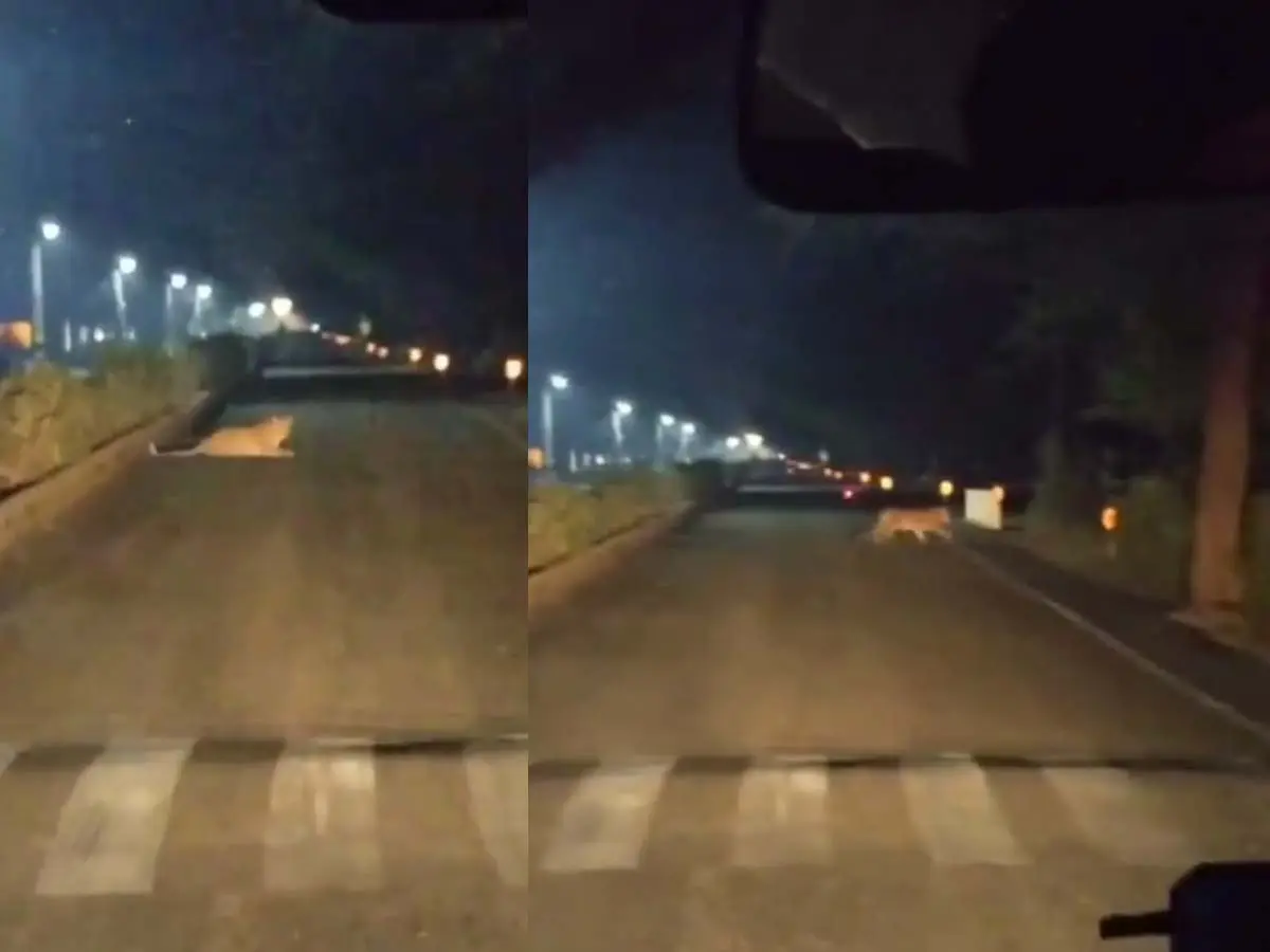 कोटा रेलवे कॉलोनी में तेंदुए की दहशत, बाइक सवार पर मारा झपट्टा