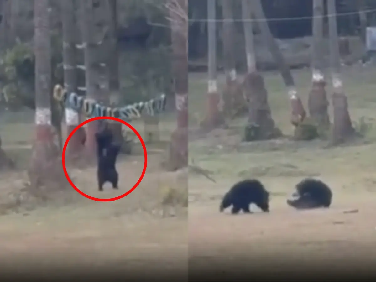 खुले मैदान में टायरों से खेलते दिखे भालू, वीडियो सोशल मीडिया पर वायरल, Watch Video