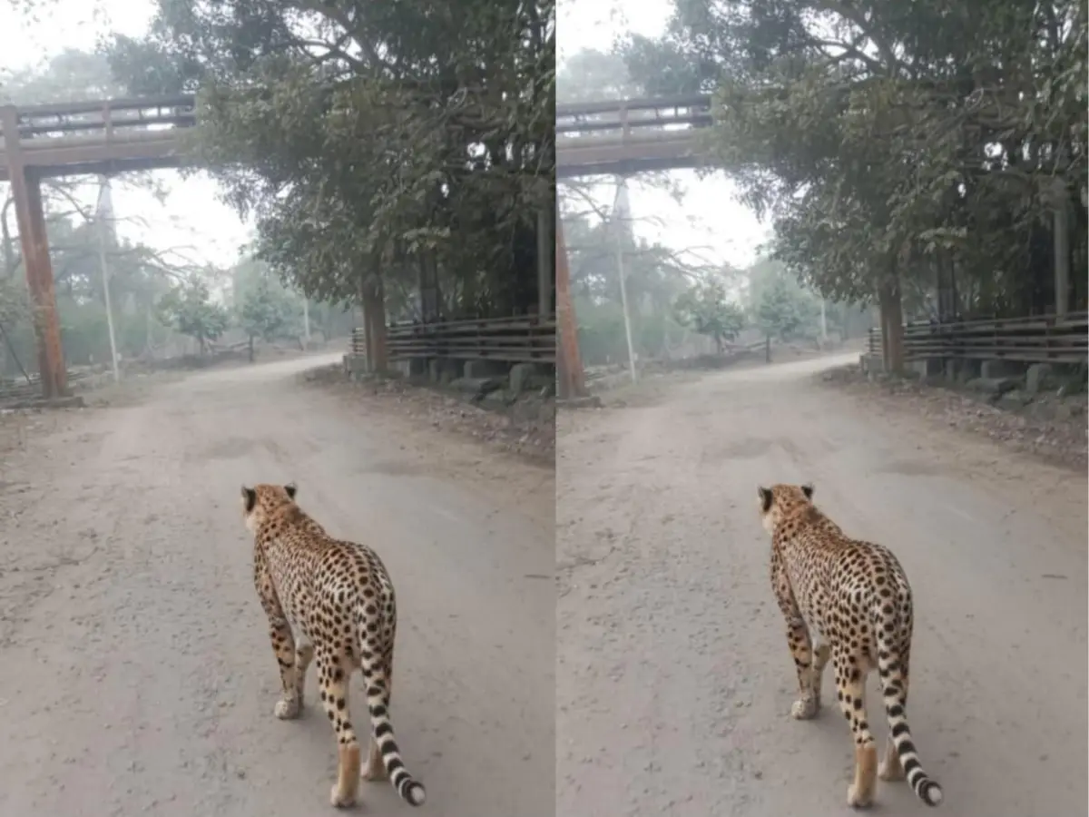 कोटा सुपर थर्मल पावर प्लांट में लेपर्ड की मूवमेंट से दहशत, ठेका श्रमिक ने कैंटीन में छुपकर बचाई जान