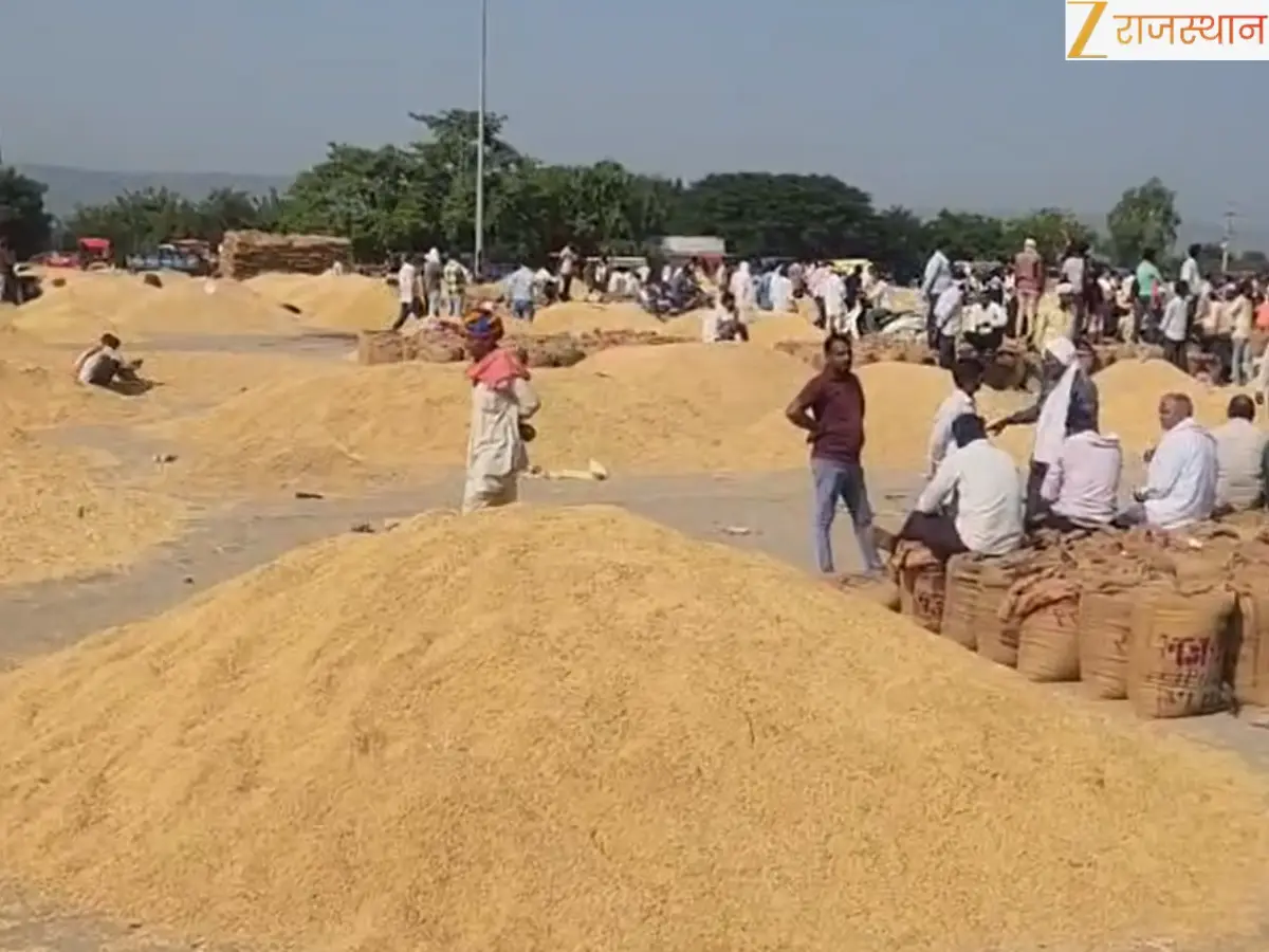 राजस्थान का यह जिला बना 'बासमती की राजधानी', दुनियाभर में बढ़ी मांग