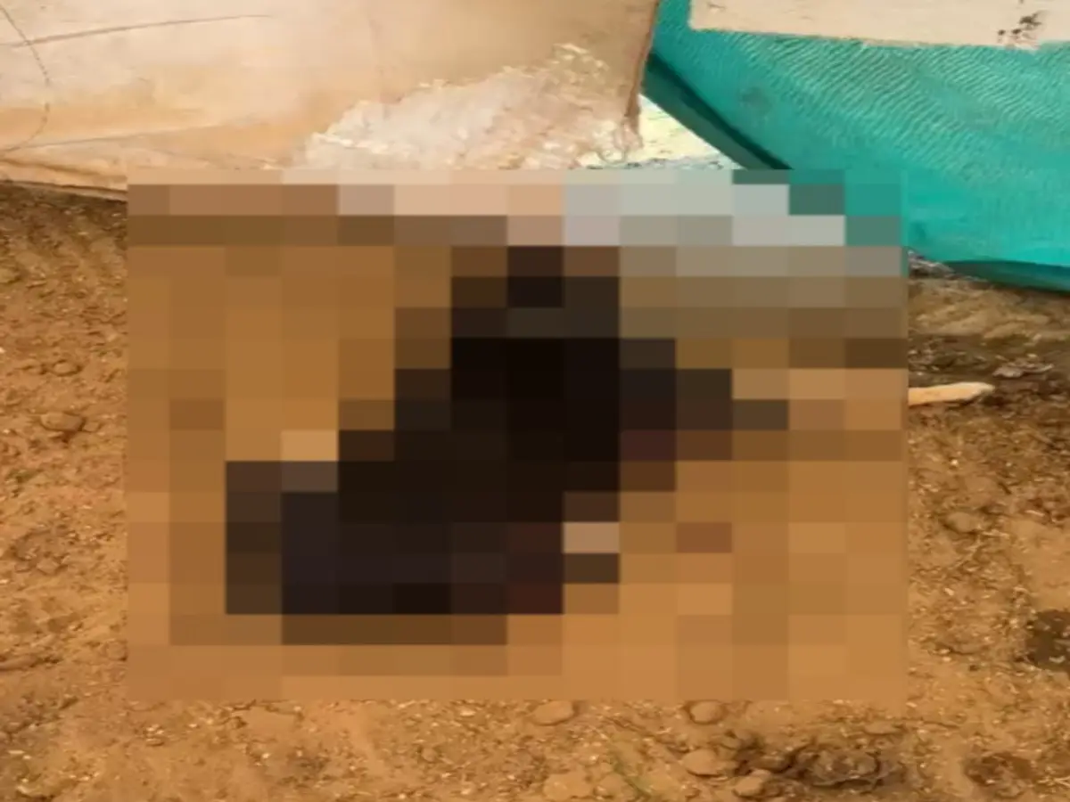 सीकर में पिस्टल से डॉग को मारी गोली, मौके पर लहूलुहान हालत में मिला शव