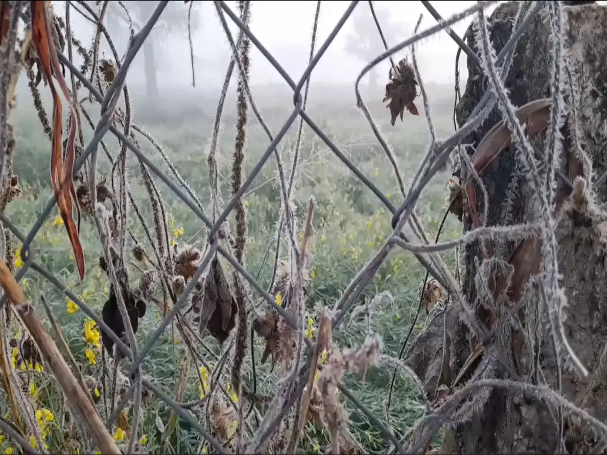 जयपुर-भरतपुर में इन दिन हो सकती है बारिश, राजस्थान में घने कोहरे और ठंड से लोगों की छूट रही धूजणी!