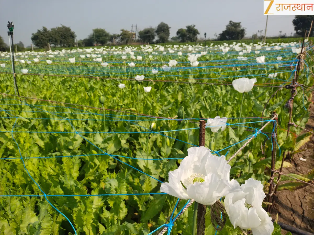 प्रतापगढ़ में लहलहाया काला सोना, लेकिन 9 हजार किसानों की रातों की नींद उड़ी, पढ़ें पूरी खबर