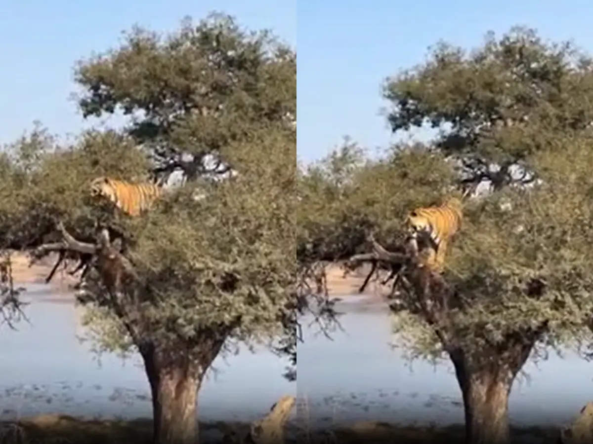 रणथंभौर में बाघिन रिद्धि के शावकों की वाइल्डलाइफ ट्रेनिंग, पेड़ पर चढ़ते शावक का वीडियो वायरल