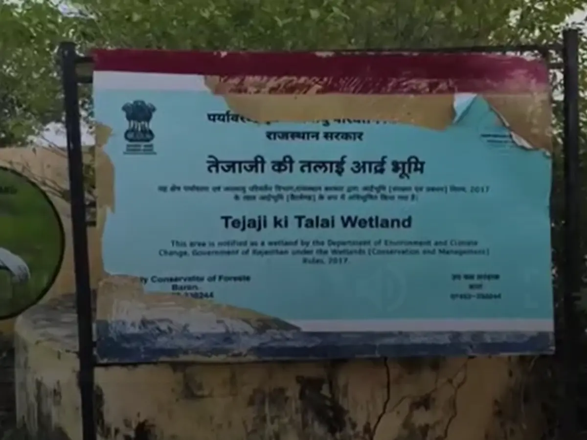 चीख-चीख कर रो रहा सोरसन का अमलसरा क्षेत्र, सूना पड़ा विदेशी पक्षियों का ठिकाना, बदबू इतनी कि नहीं आ रहे साइबेरियन क्रेन