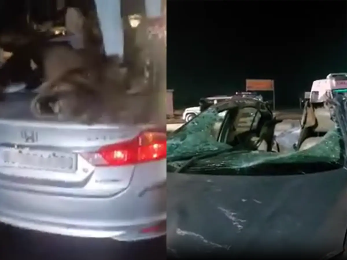 रेगिस्तान के जहाज और कार में भीषण टक्कर! हादसे में ड्राइवर की मौत