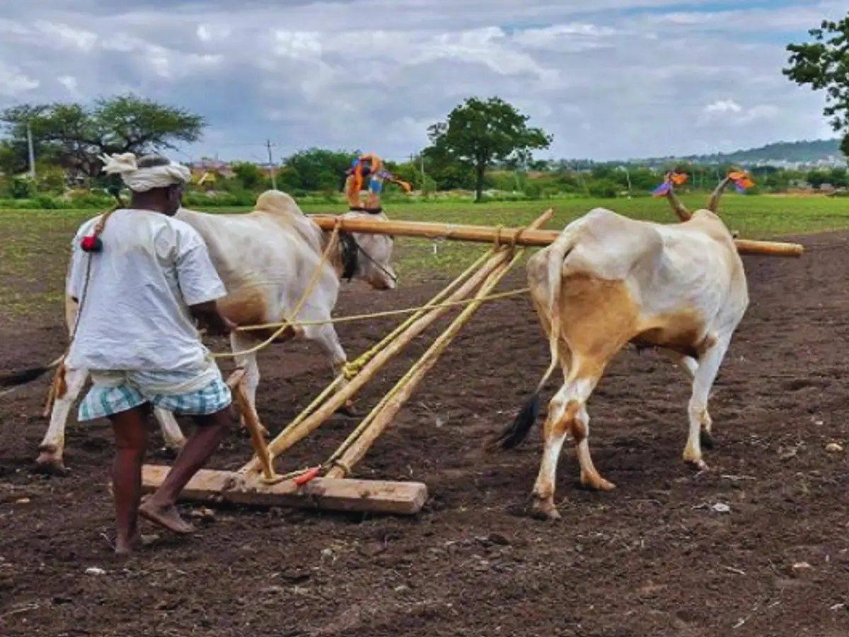 बैलों से खेती करने पर मिलेंगे 30 हजार रुपये, डूंगरपुर में किसानों का दिखा जबरदस्त रिस्पॉन्स