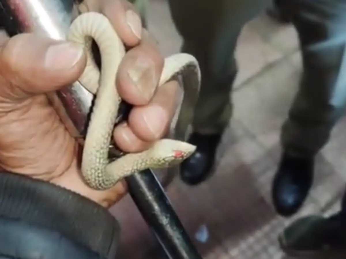 कोटा स्टेशन पर अफरा-तफरी! बच्चे के प्लास्टिक सांप से मचा हड़कंप, दयोदय एक्सप्रेस 2 घंटे लेट