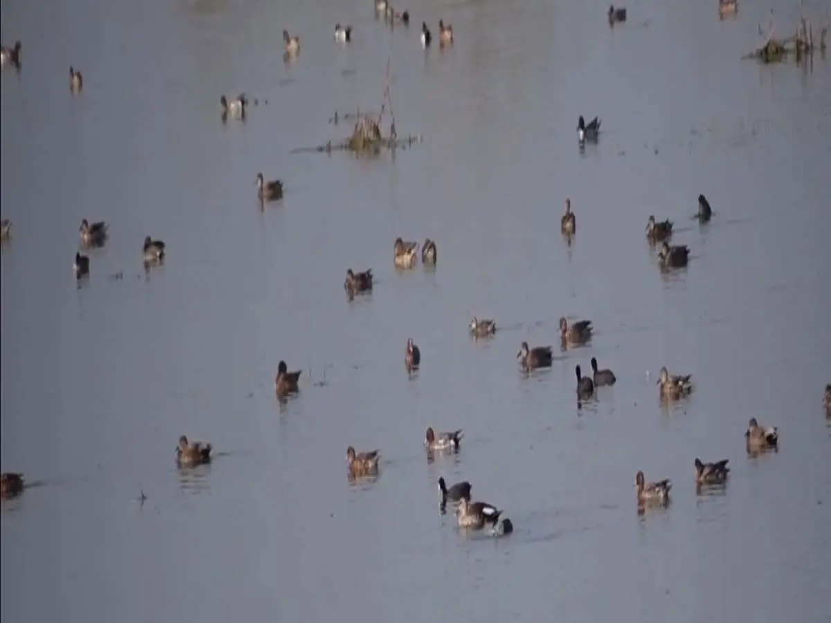 चित्तौड़गढ़ में कहीं ऊदबिलाव तो कहीं विदेशी पक्षियों की रौनक, देखें तस्वीरें