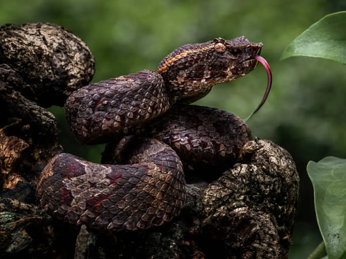 जनवरी के अंत में खतरनाक सांपों की एंट्री, कोबरा से रसेल वाइपर तक, राजस्थान में क्यों बढ़ता है खतरा?