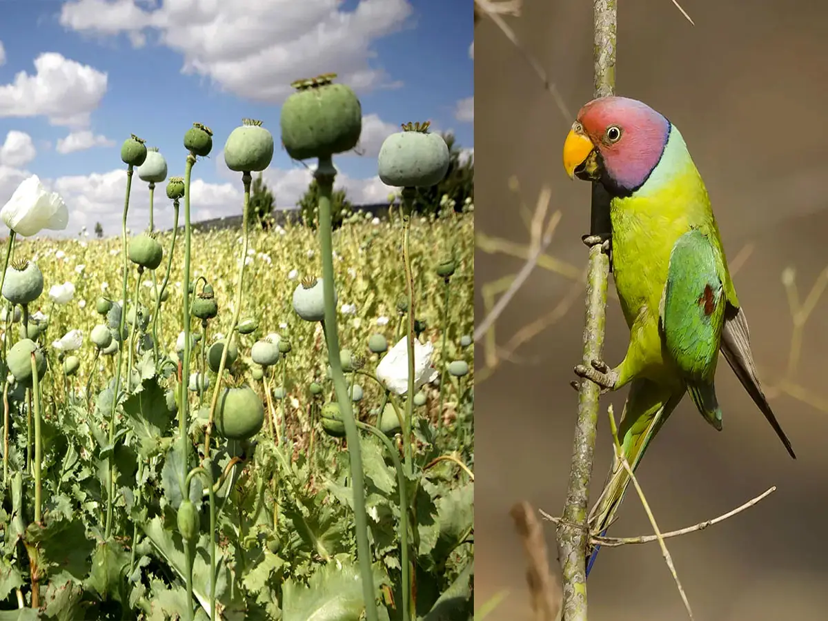 राजस्थान के अफीम खेतों में नशे में गिरते तोते, किसानों की बड़ी परेशानी