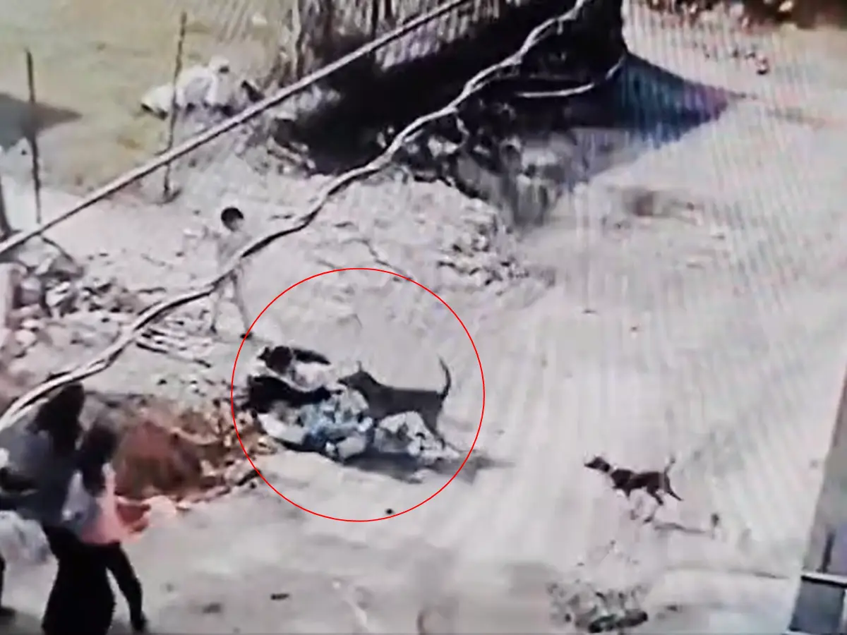 सवाई माधोपुर में डेढ़ साल की बच्ची पर टूट पड़ा कुत्ता, मां की बहादुरी ने बचाई जान