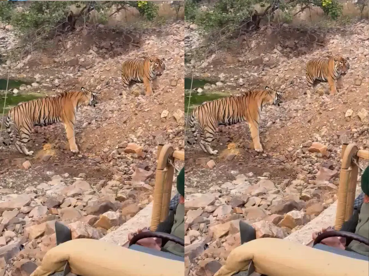 रणथंभौर में टाईगर वार! दहाड़ से कांपा जंगल, पर्यटकों की थमी सांसें