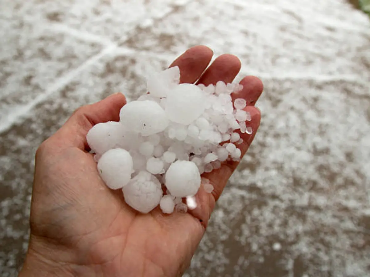 सीकर में काली घटा का कहर, आसमान से गिरे मोटे-मोटे ओले, भयंकर बारिश और आंधी-तूफान ने मचाई तबाही