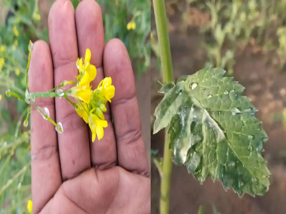 Photos: राजस्थान में सर्दी मचा रही तांडव! खेतों में सरसों पर जम गया पाला, किसानों की आंखों में भर आया पानी