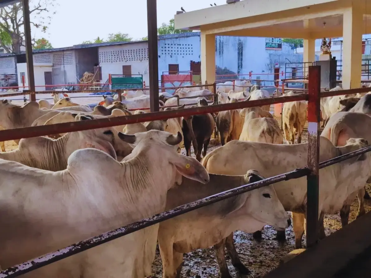 राजस्थान के इन दो गौशाला में करोड़ों का फर्जीवाड़ा! मृत गोवंश और फर्जी टैग पर उठा अनुदान