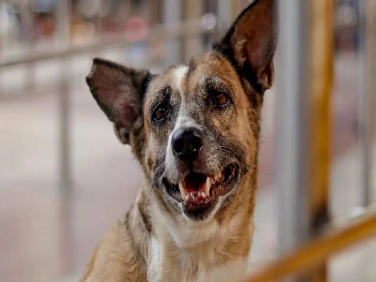 कोटा के नयापुरा में एक आवारा कुत्ते ने 22 लोगों को काटा, नायब तहसीलदार भी हुआ शिकार