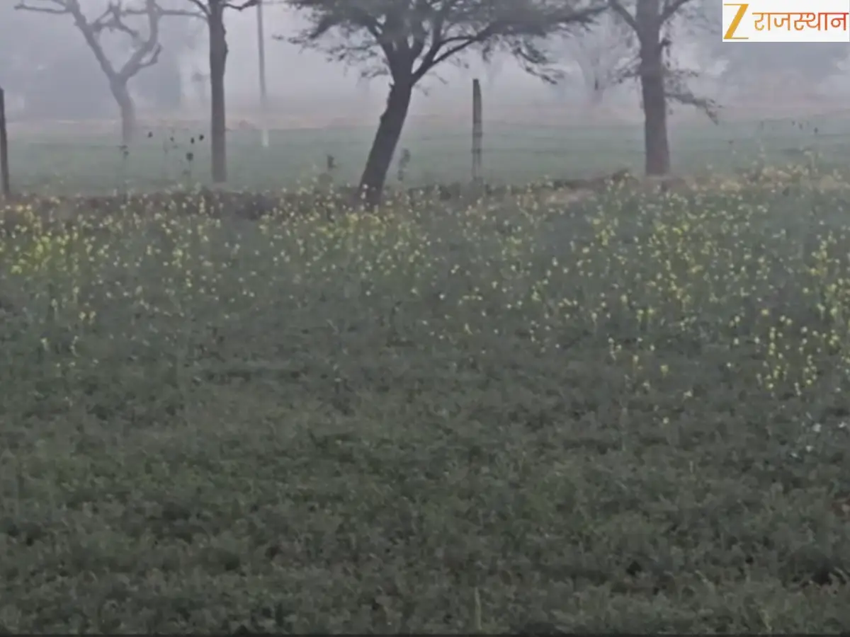 Rajasthan Weather Today: Top Cold City