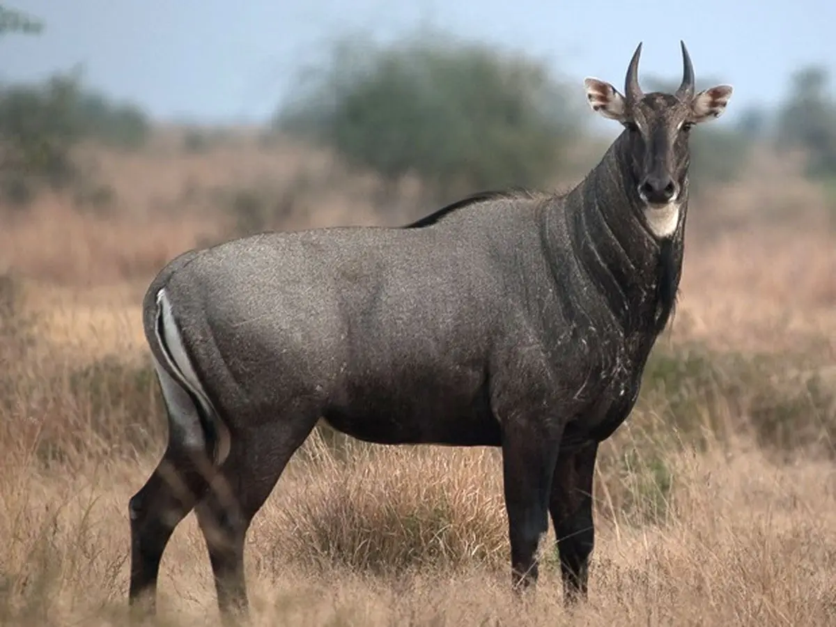 टोंक में आधा दर्जन नीलगायों की सामूहिक हत्या, खेतों में हड्डियां छोड़कर मांस साथ ले गए शिकारी