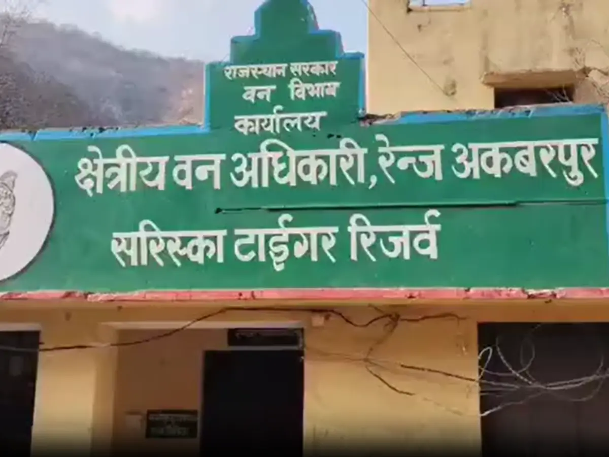सरिस्का में टेरिटोरियल फाइट का शिकार बनी बाघिन, अकबरपुर रेंज में मिला शव सरिस्का में टेरिटोरियल फाइट का शिकार बनी बाघिन, अकबरपुर रेंज में मिला शव