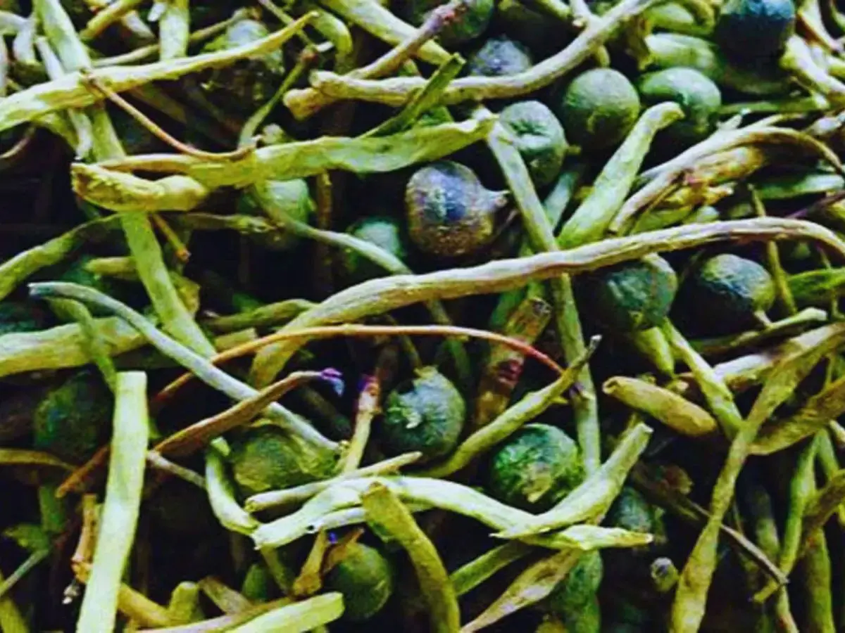 Rajasthani Ker Sangri Recipe