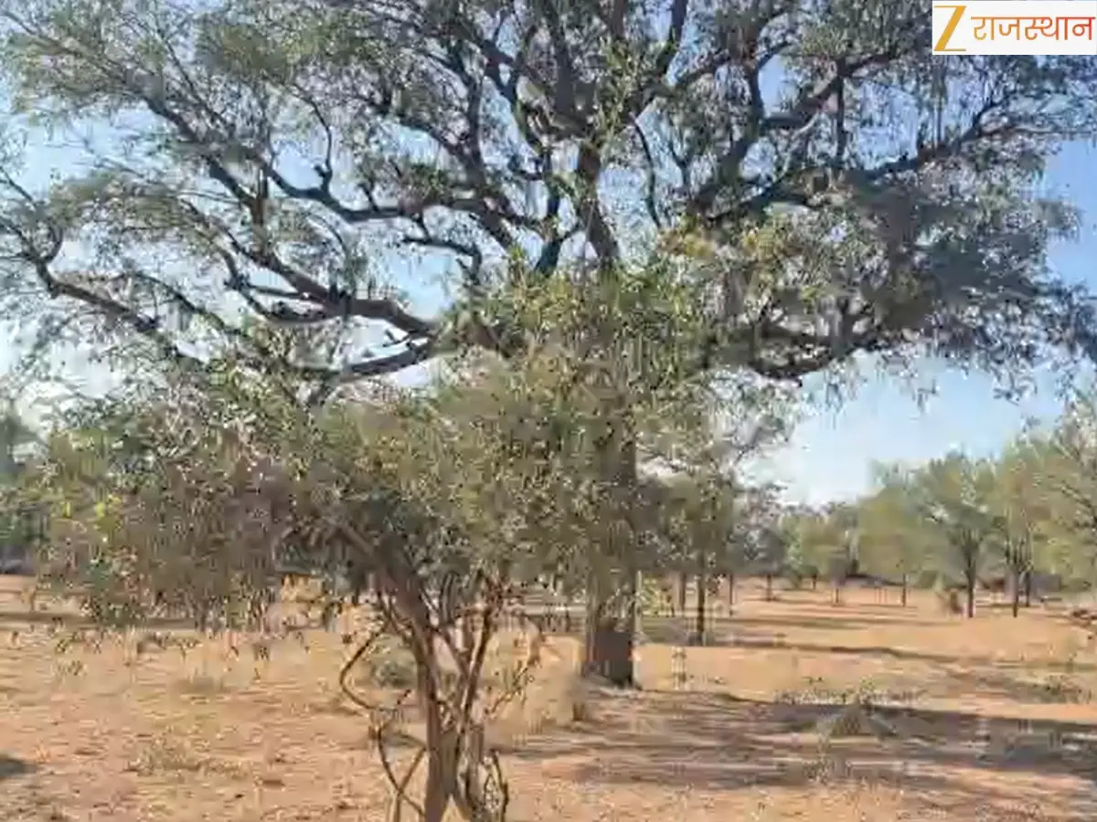 Khejri Jungle Jalore: Success Story