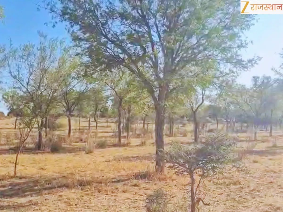Khejri Jungle Jalore: Success Story
