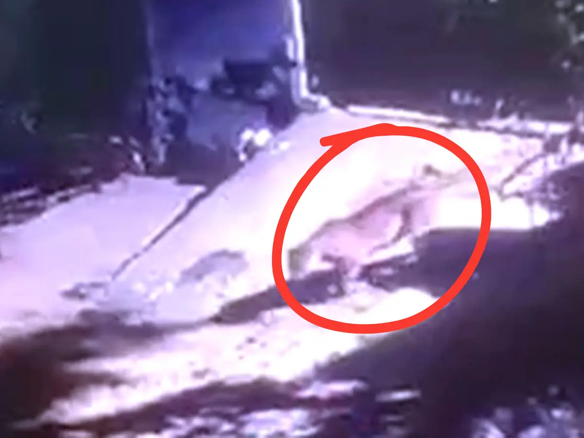 आगरा रोड सूर्य सिटी में देर रात लेपर्ड की दस्तक, CCTV में कैद हुआ मूवमेंट