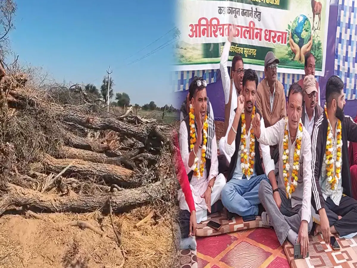 जोधपुर में काट डाले गए 300 से ज्यादा खेजड़ी के पेड़, श्रीगंगानगर में बचाओ को लेकर धरना जारी