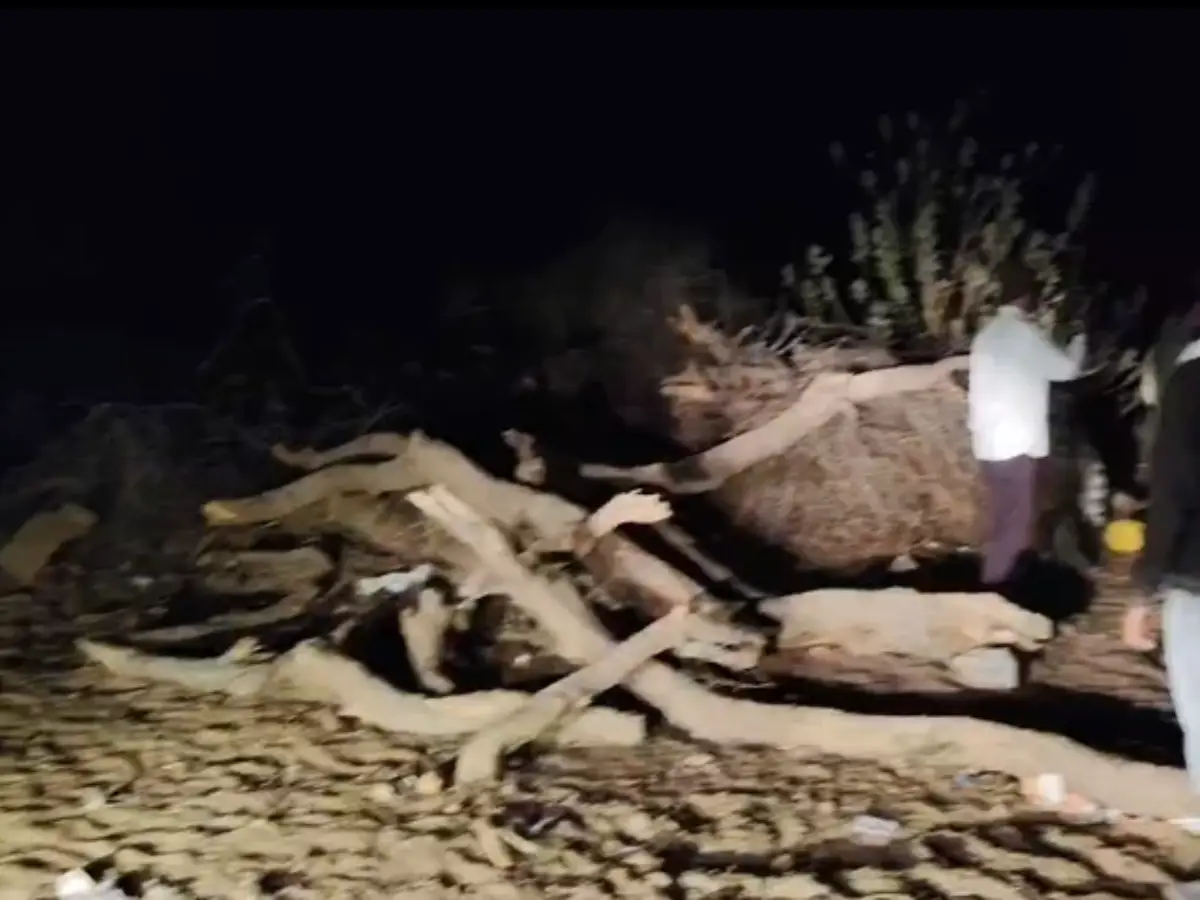 एक तरह बीकानेर में हो रहा धरना, दूसरी ओर जैसलमेर में काटे जा रहे खेजड़ी के पेड़