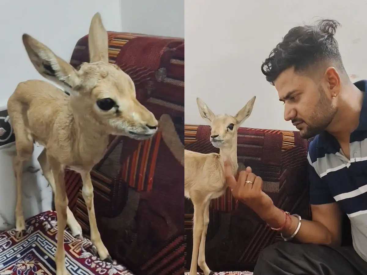 मां को कुत्तों ने मार डाला, दर्जी परिवार ने बेटी की तरह पाला हिरण का अनाथ बच्चा, विदाई में लगे रोने