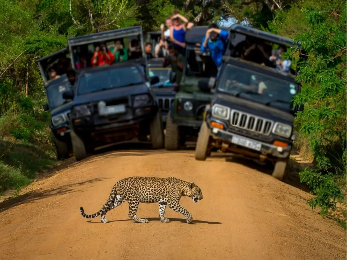 जी मीडिया के स्टिंग के बाद जांच शुरू, क्या जंगल सफारी सरगनाओं पर गिरेगी गाज?