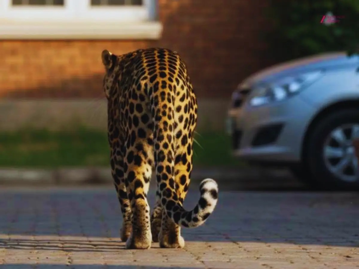 रिहायशी इलाके में लेपर्ड की घुसपैठ पर लगेगी लगाम, टोल फ्री नंबर जारी करेगी सरकार