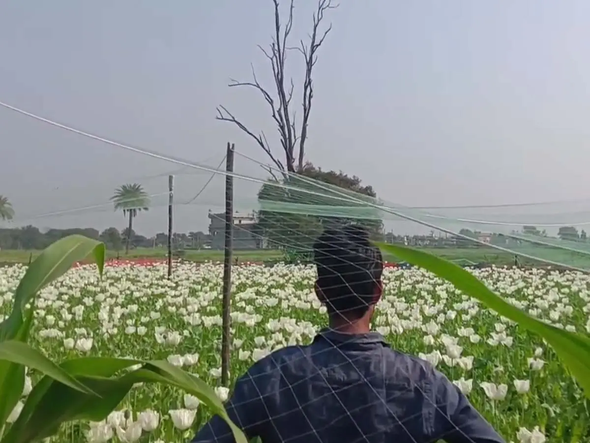 प्रतापगढ़ में तारों पर उलटे लटके तोते, खेत में सिर पकड़े बैठे किसान