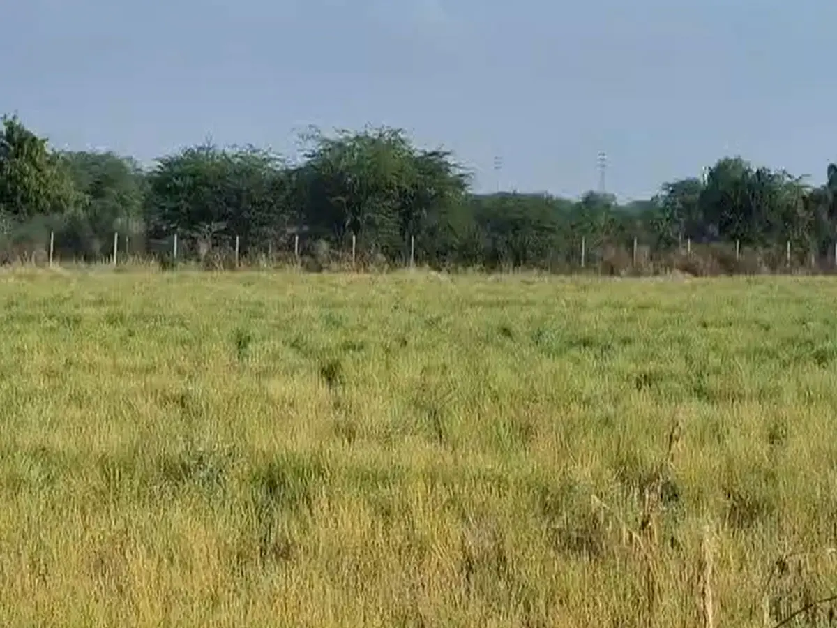 Pali Weather Update: पाली में छाई काली घटाएं, खेतों में इसबगोल, कपास और जीरे की फसल पर बरसात की बर्बादी!