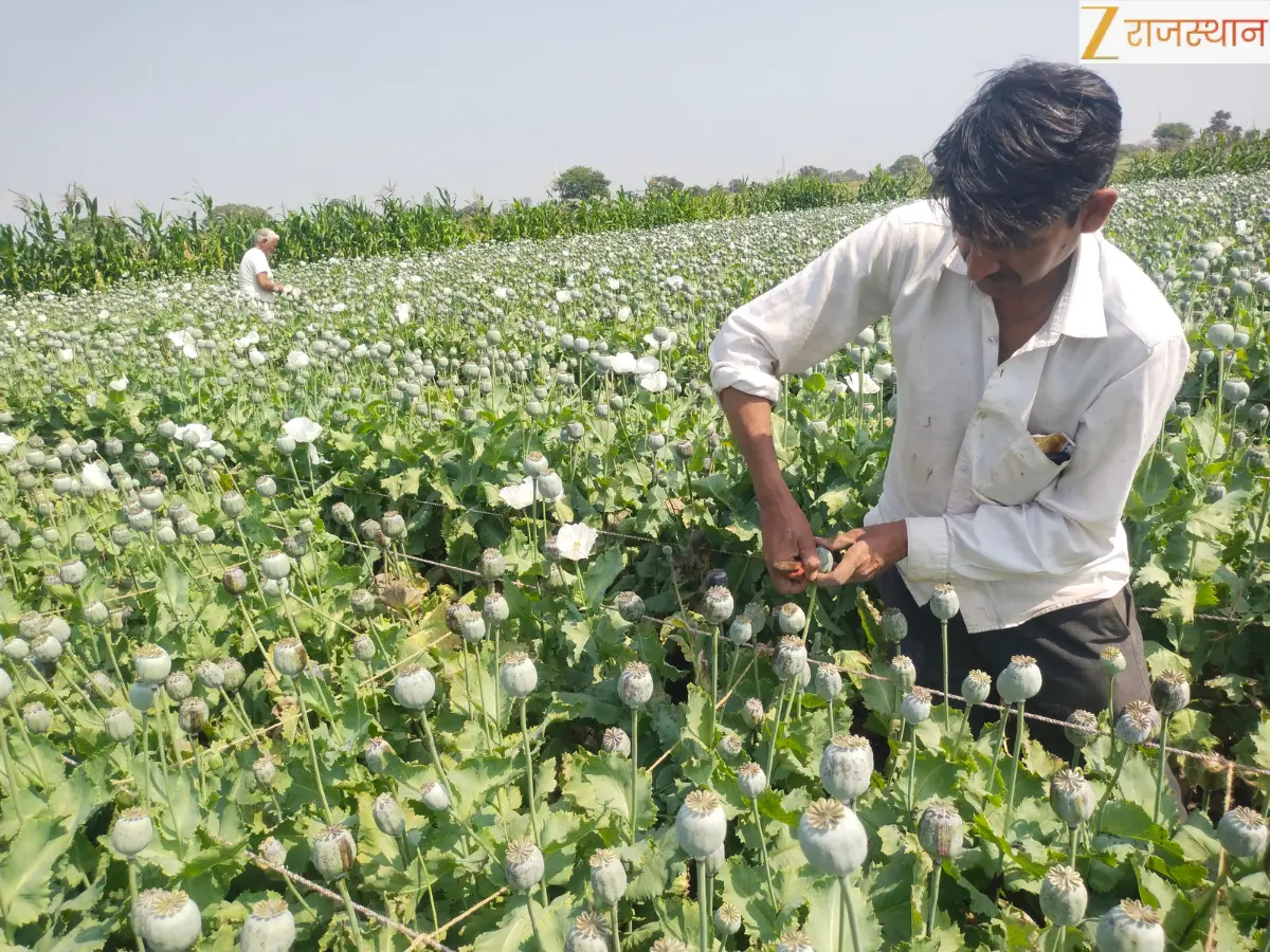 काले सोने पर आस्था का पहरा, प्रतापगढ़ में मां काली की पूजा के साथ अफीम की चिराई शुरू