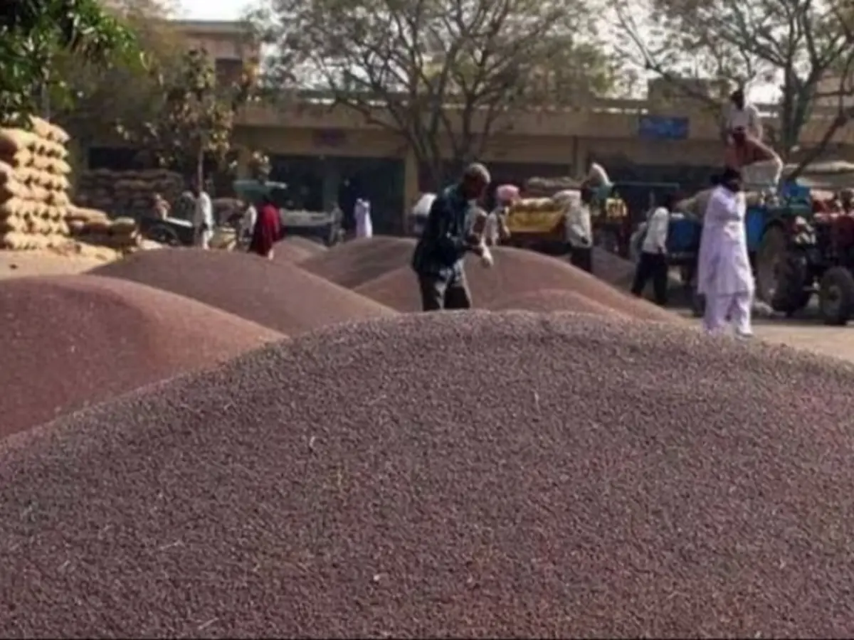 मेड़ता और नागौर मंडी ने जारी किए फसलों के रेट, जानें क्या हैं ग्वार से लेकर सरसों तक के ताजा भाव