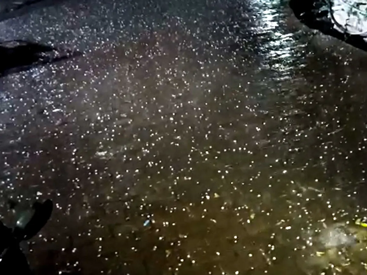 Baran Weather Update: तेज हवाओं और गर्जना के साथ बरसे बादल, कुंजेड़ में गिरे ओले, खेतों में खड़ी गेंहू की फसल आड़ी, पढ़ें अपडेट