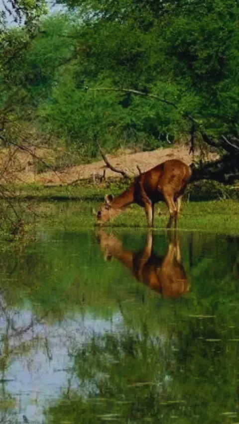 Bandh Baretha: भरतपुर का मिनी गोवा, खूबसूरती ऐसी जीत लेगी आपका दिल!
