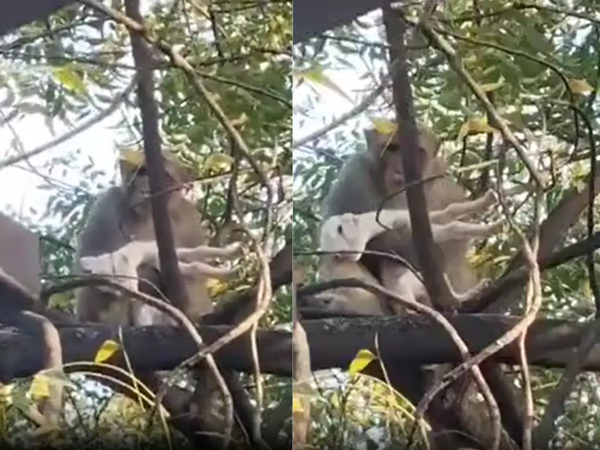 अजमेर में बेबी गोट से बंदर को हुआ प्यार, बाहों में भर घंटों किया दुलार!