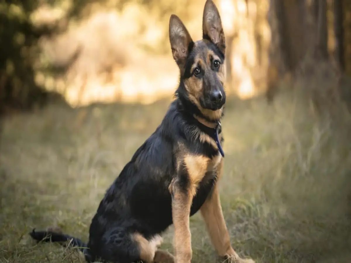 जोधपुर में पागल कुत्ते का आंतक,  5 घंटे में 9 लोगों को काटा