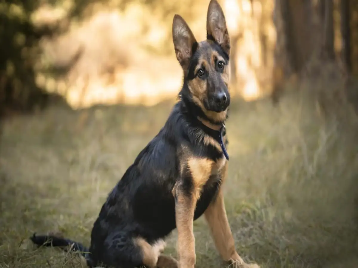 जोधपुर में पागल कुत्ते का आंतक,  5 घंटे में 9 लोगों को काटा