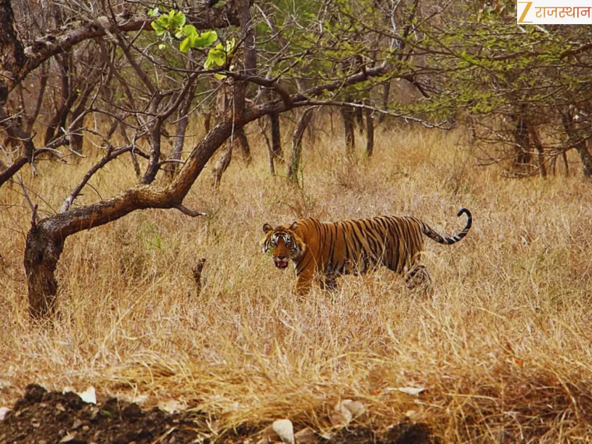 राजस्थान में 1926 वन्यजीव हेल्पलाइन का ट्रायल शुरू, एक कॉल में पहुंचेगी रेस्क्यू टीम
