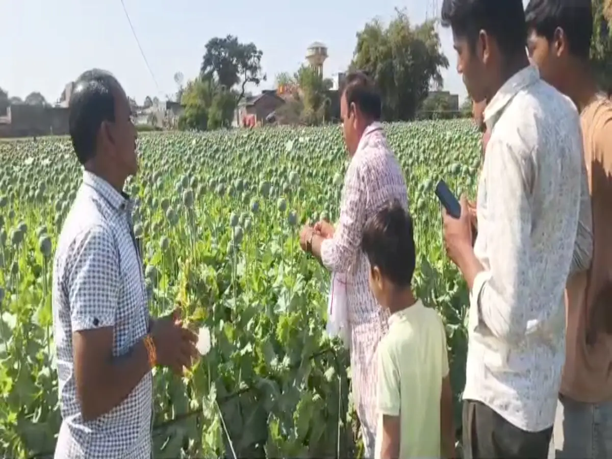 Jhalawar News: काली माता की पूजा-अर्चना के साथ शुरू हुई 'काले सोने' की चिराई