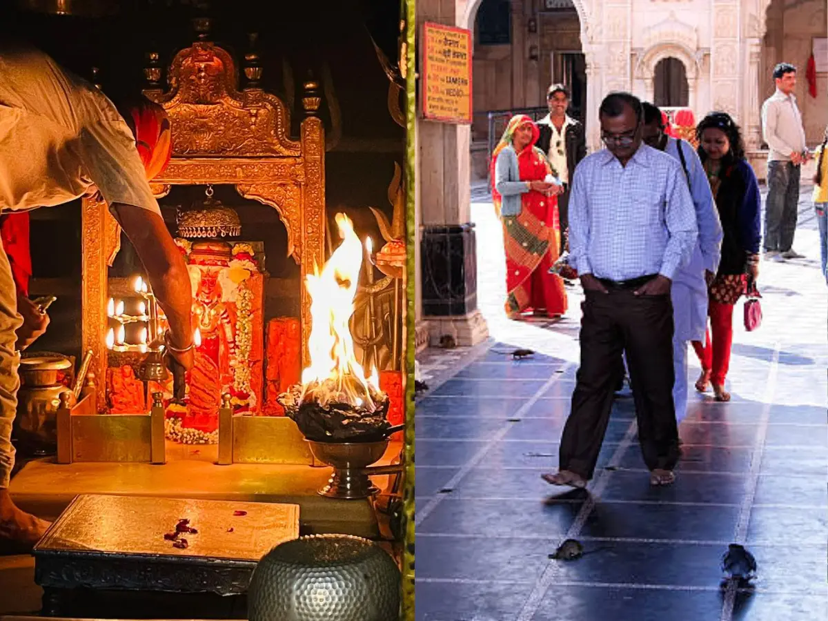 Karni Mata:राजस्थान का अनोखा मंदिर, जहां हजारों चूहों का जूठा प्रसाद पाना माना जाता है सौभाग्य!